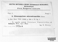 Image of Kabatiella microstromoides
